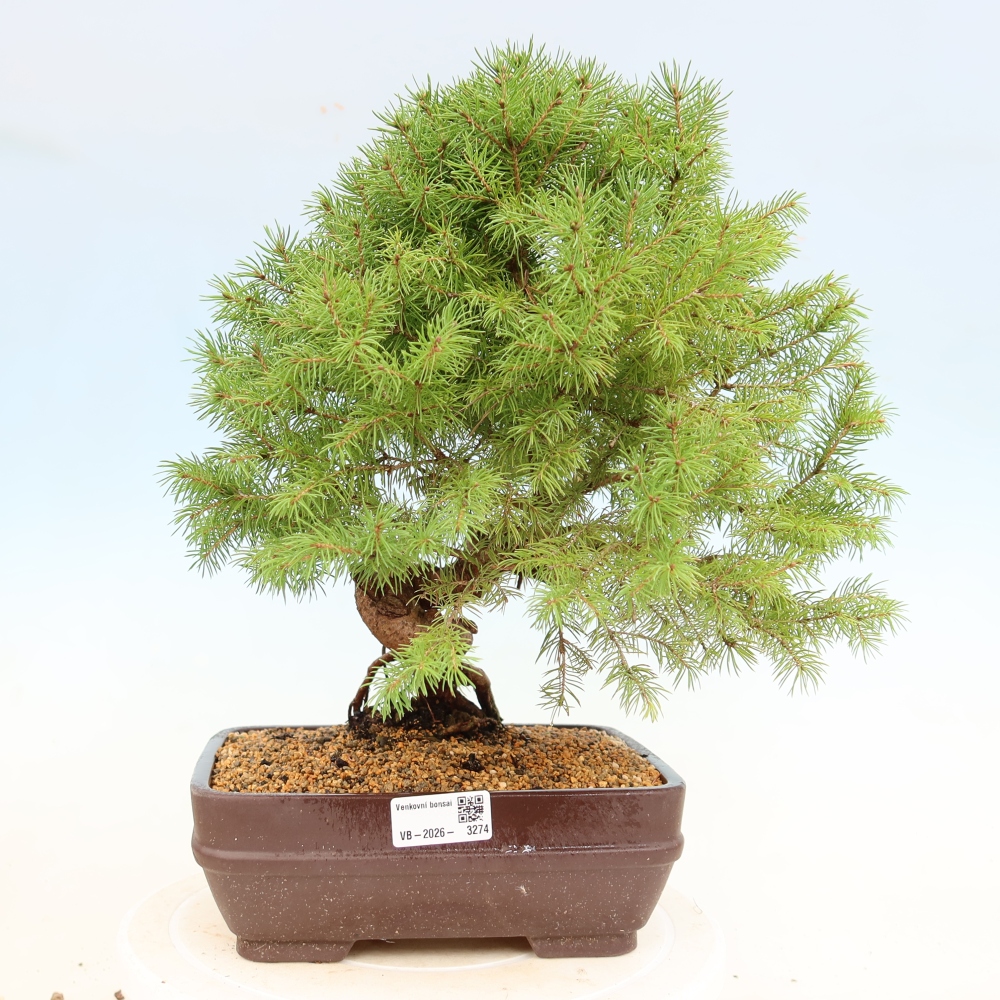 Bonsaï d'extérieur - Épicéa - Picea glauca globe