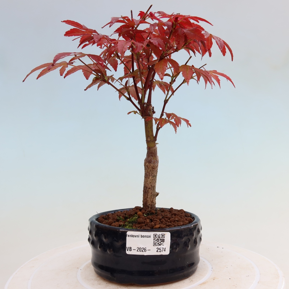 Bonsaï d'extérieur - Acer palm. Atropurpureum-Javor palmate