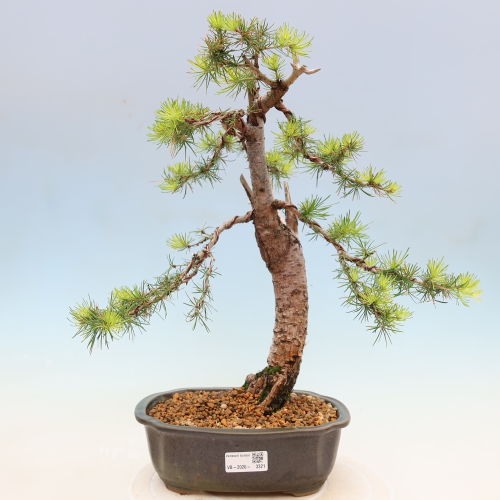 Bonsaï d'extérieur -Larix decidua - Mélèze