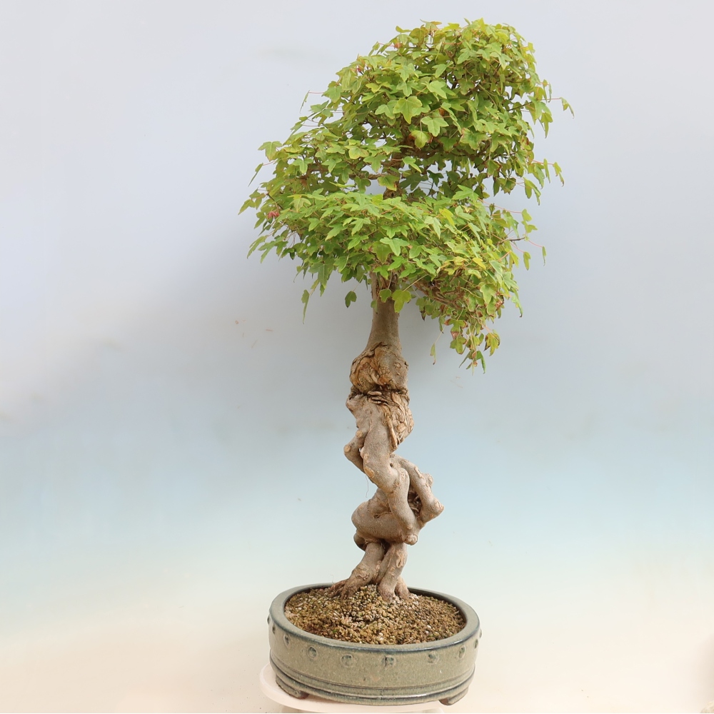 Bonsaï d'extérieur - Acer Buergerianum - Burger Maple