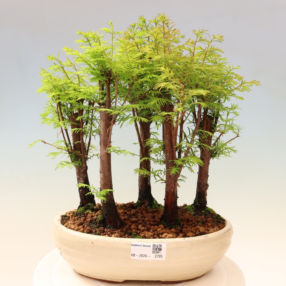 Bonsaï d'extérieur - Metasequoia glyptostroboides - Métaséquoia de Chine - petit bosquet