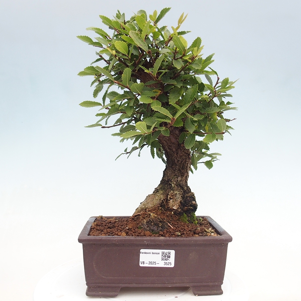 Bonsaï d'extérieur - Zelkova - Zelkova NIRE