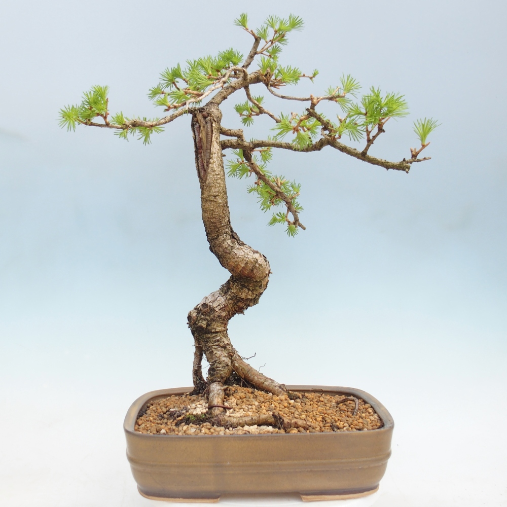 Bonsaï d'extérieur -Larix decidua - Mélèze