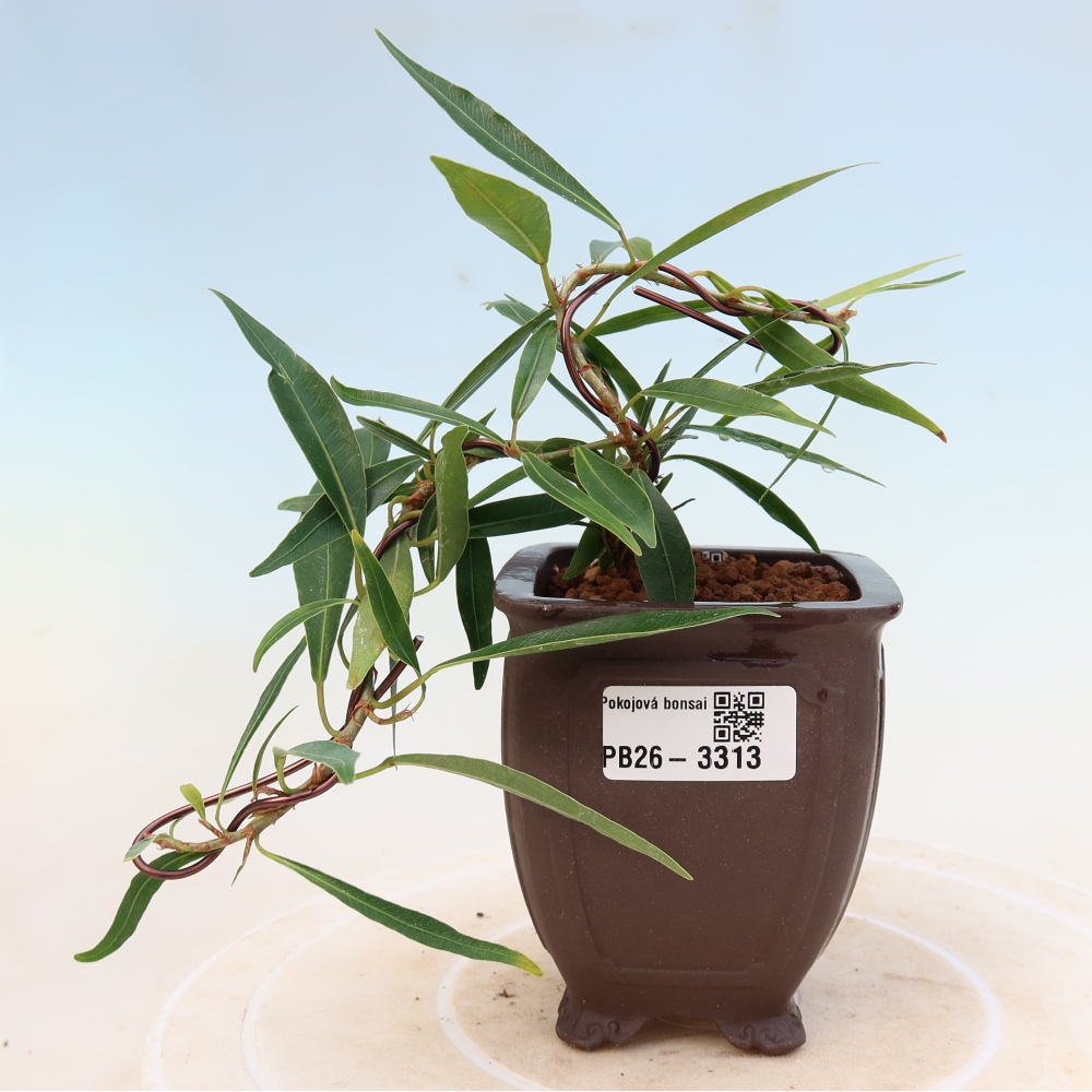 Salle bonsaï - Ficus nerifolia - ficus à petites feuilles
