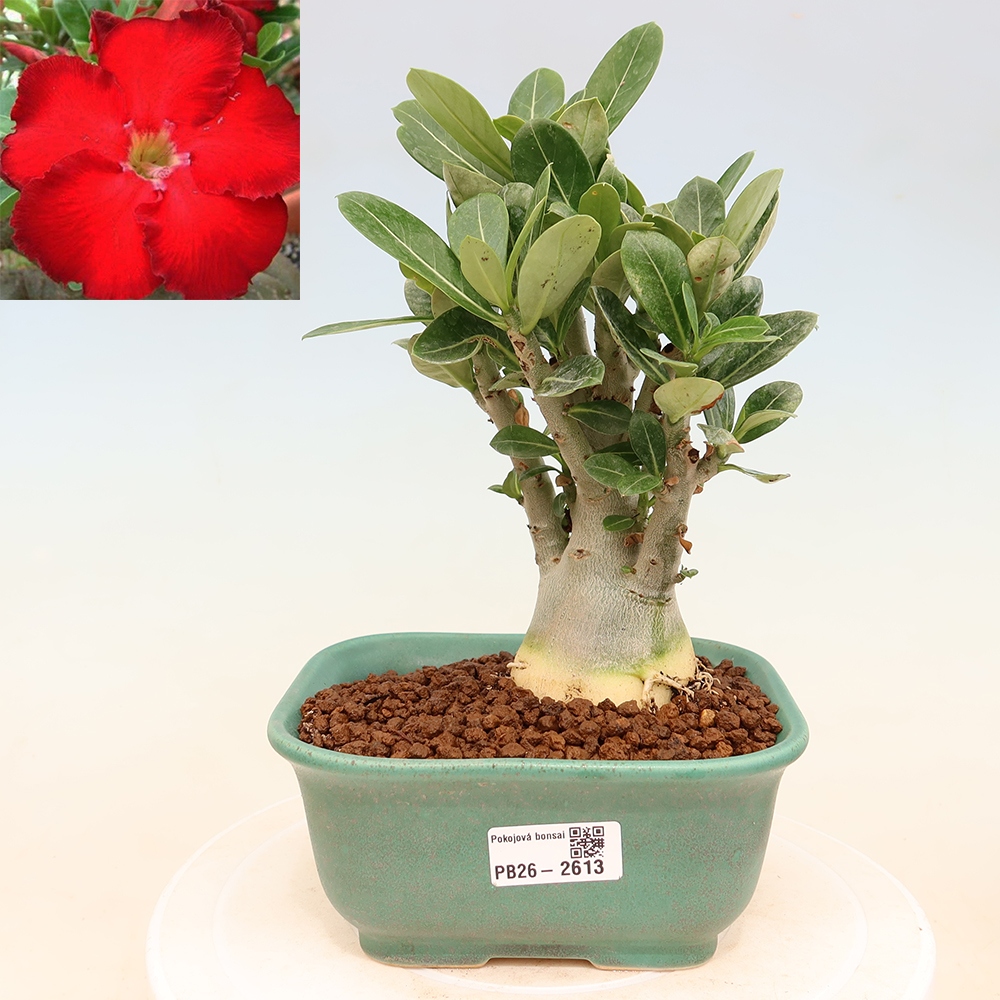 Bonsaï d'intérieur - Adenium obesum Red Star - Rose du désert