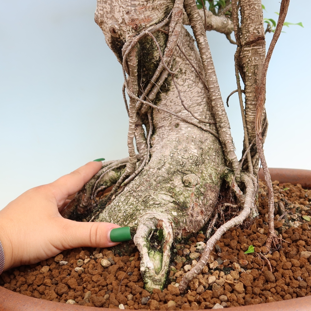 Salle bonsaï - Ficus kimmen - ficus à petites feuilles
