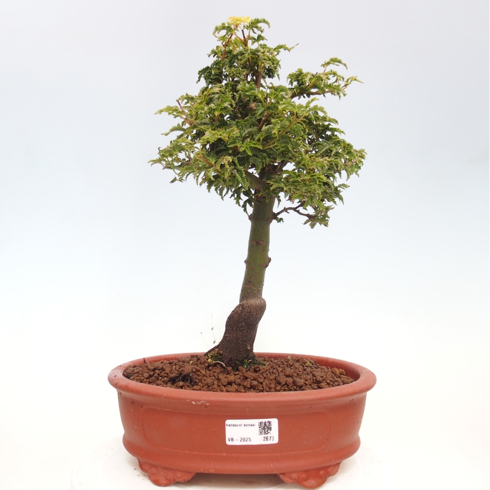 Bonsaï d'extérieur -Javor palm Acer palmatum Shishigashira