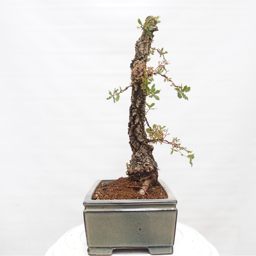 Yamadori - Quercus Ilex - Chêne vert