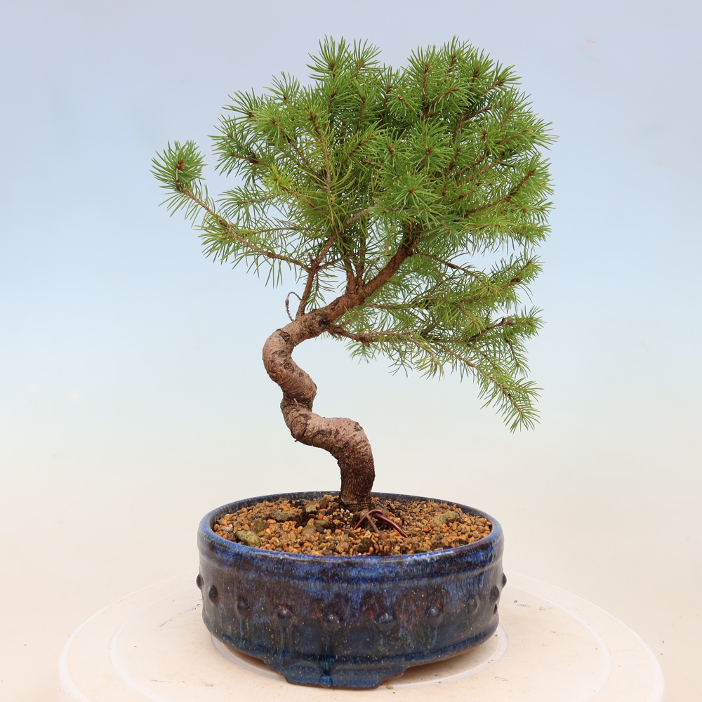 Bonsaï d'extérieur - Épicéa - Picea glauca globe