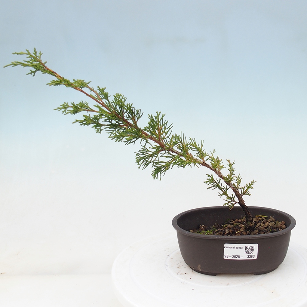 Bonsaï d'extérieur - Juniperus chinensis Itoigawa