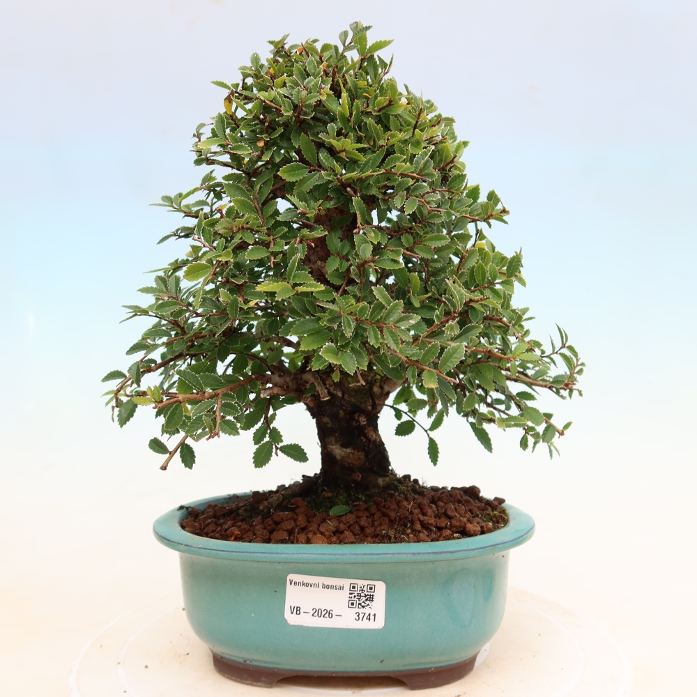 Bonsaï d'extérieur - Zelkova - Zelkova NIRE