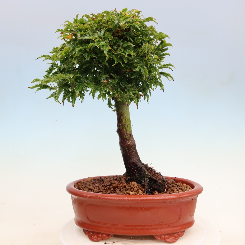 Bonsaï d'extérieur -Javor palm Acer palmatum Shishigashira