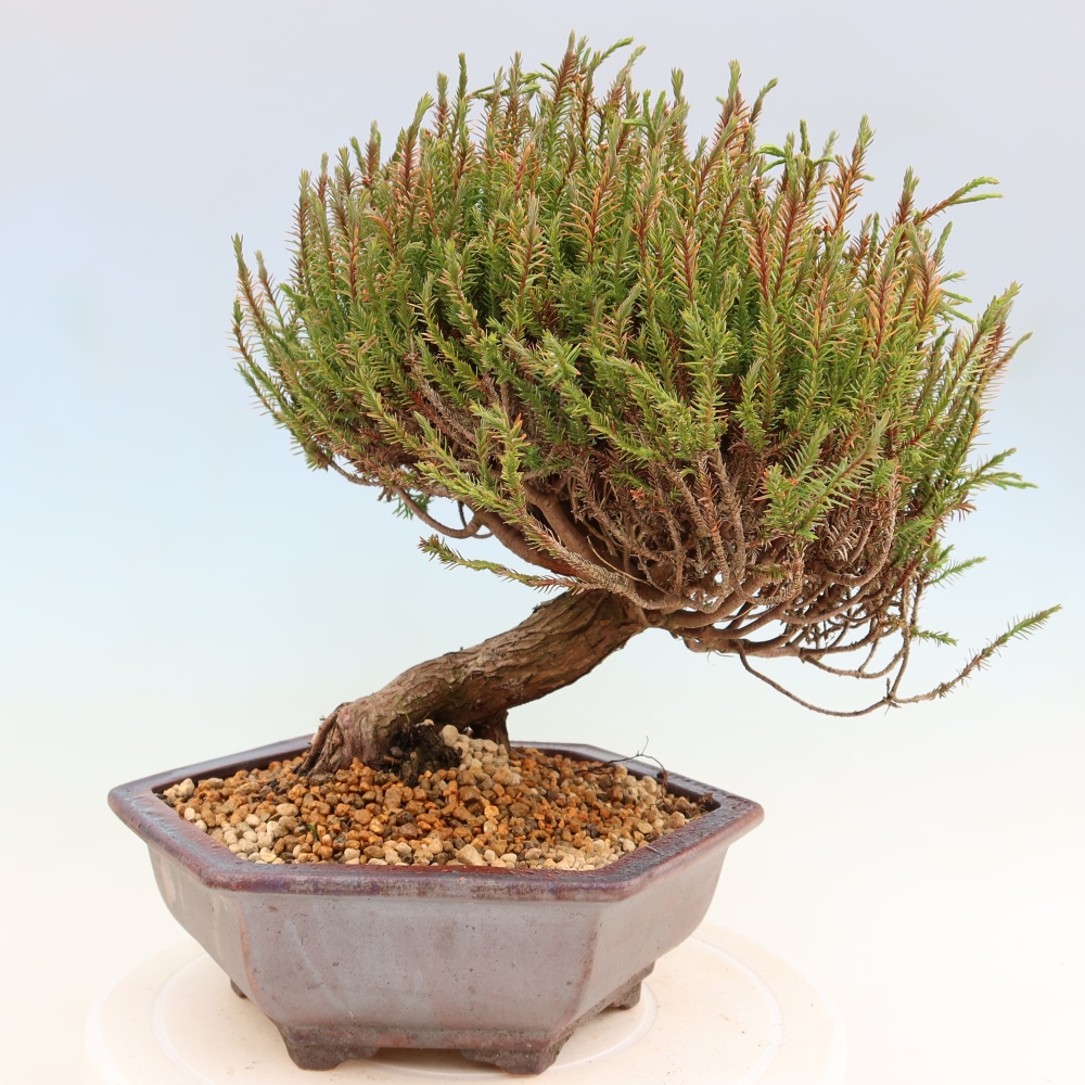 Bonsaï d'extérieur - Cryptomeria - Cryptomérie