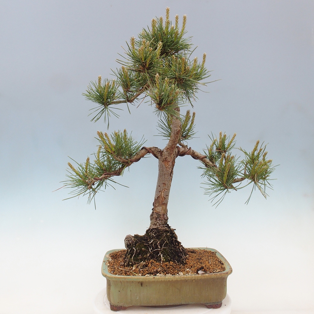 Bonsaï d'extérieur - Pinus Sylvestris Watererri - Pin sylvestre