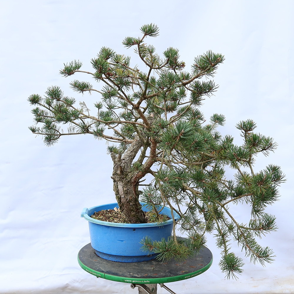 Pinus sylvestris Espagne - pin sylvestre