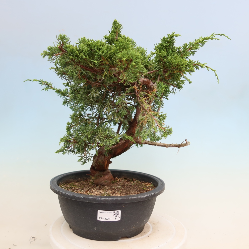 Bonsaï d'extérieur - Juniperus chinensis Itoigawa-Juniperus chinensis