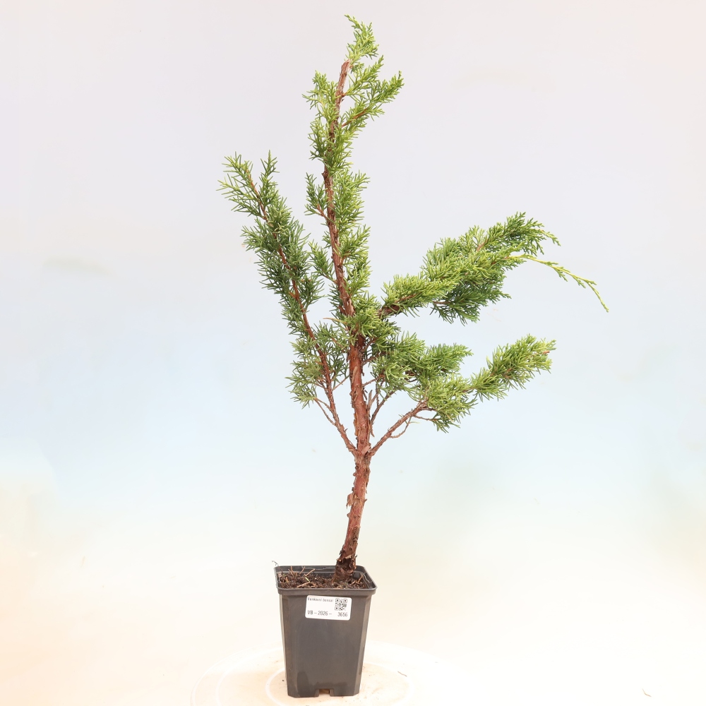 Bonsaï d'extérieur - Juniperus chinensis Kishu