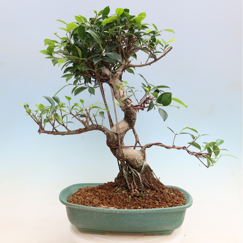 Salle bonsaï - Ficus kimmen - ficus à petites feuilles