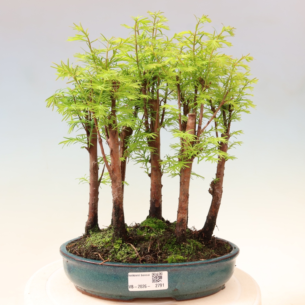 Bonsaï d'extérieur - Metasequoia glyptostroboides - Métaséquoia de Chine - petit bosquet