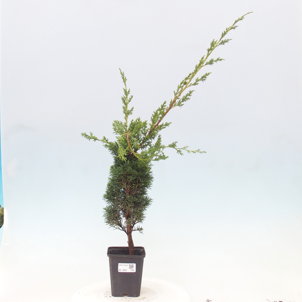 Bonsaï d'extérieur - Juniperus chinensis Kishu