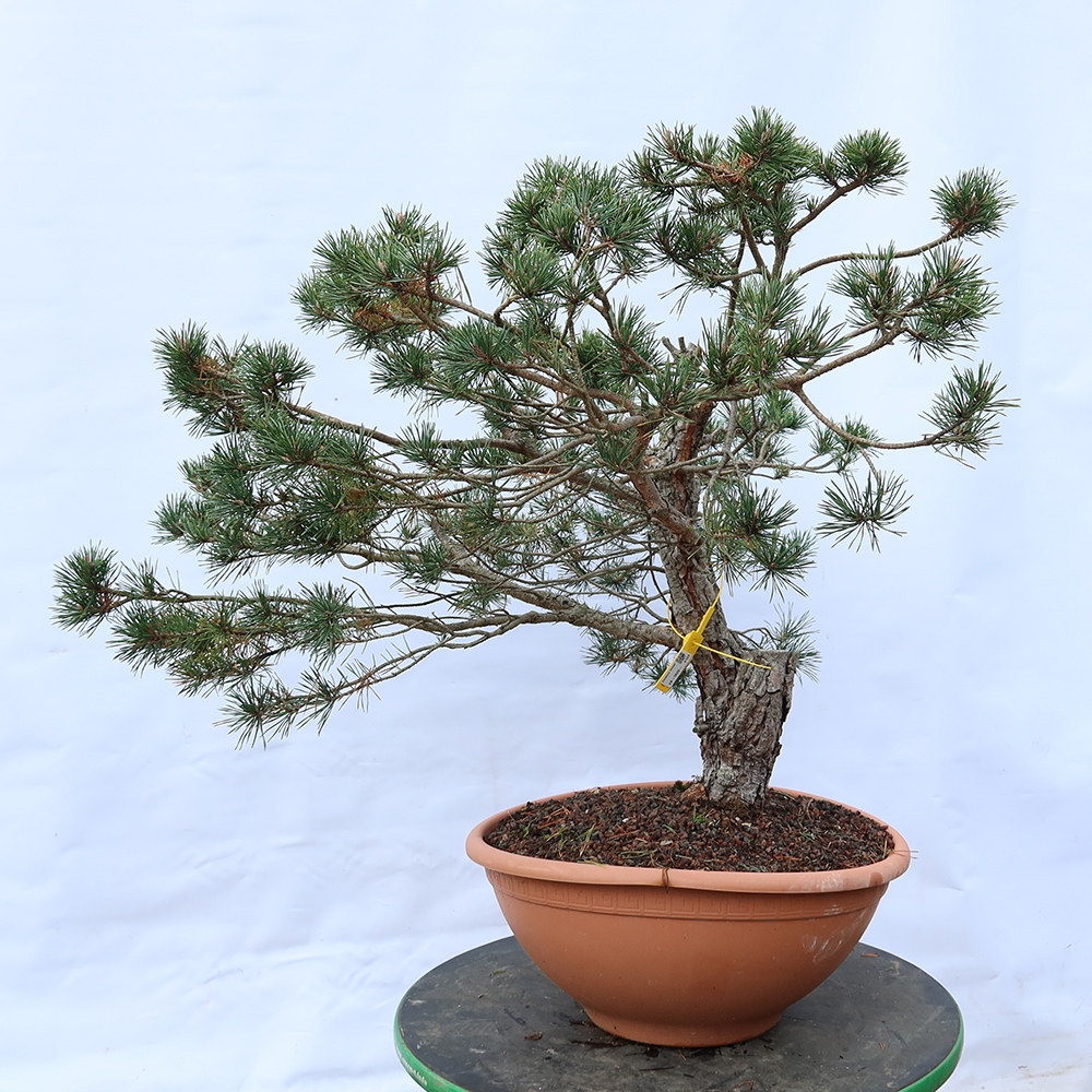 Pinus sylvestris Espagne - pin sylvestre