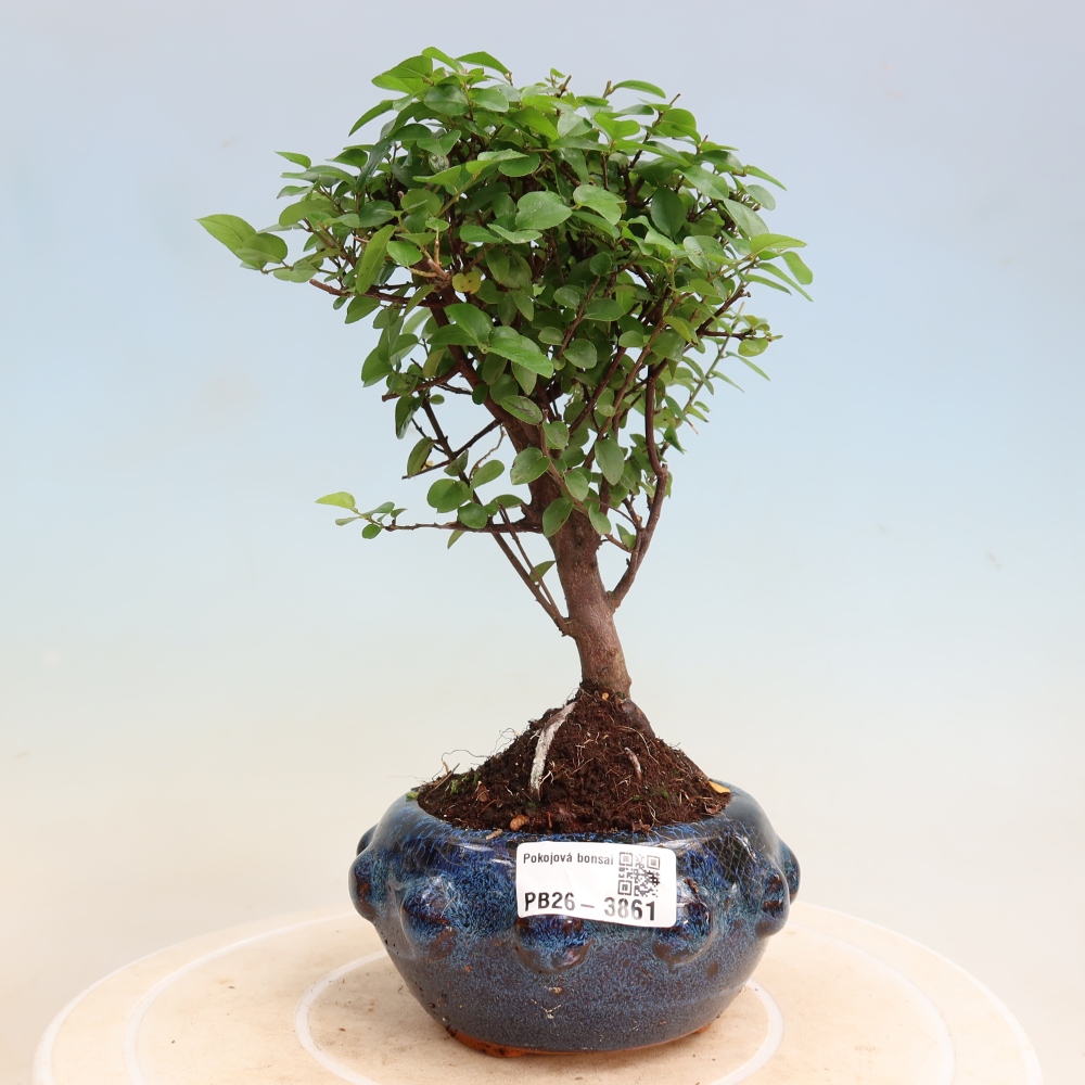 Bonsaï de chambre - Sageretia thea - Sageretia thea
