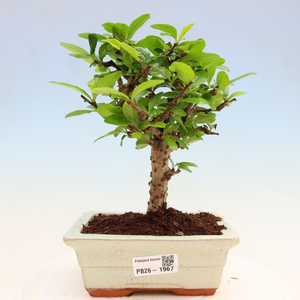 Bonsaï de chambre - Carmona macrophylla - Tea fuki