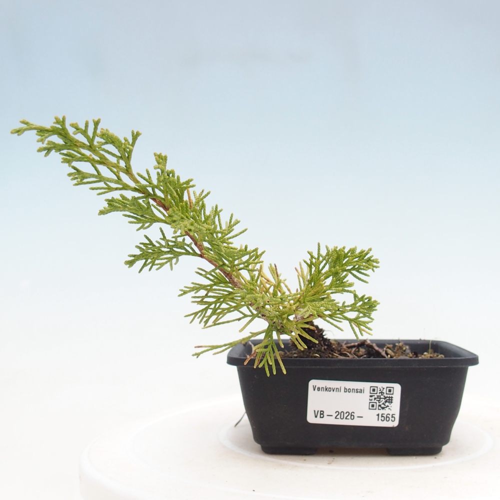 Bonsaï d'extérieur - Juniperus chinensis Itoigawa