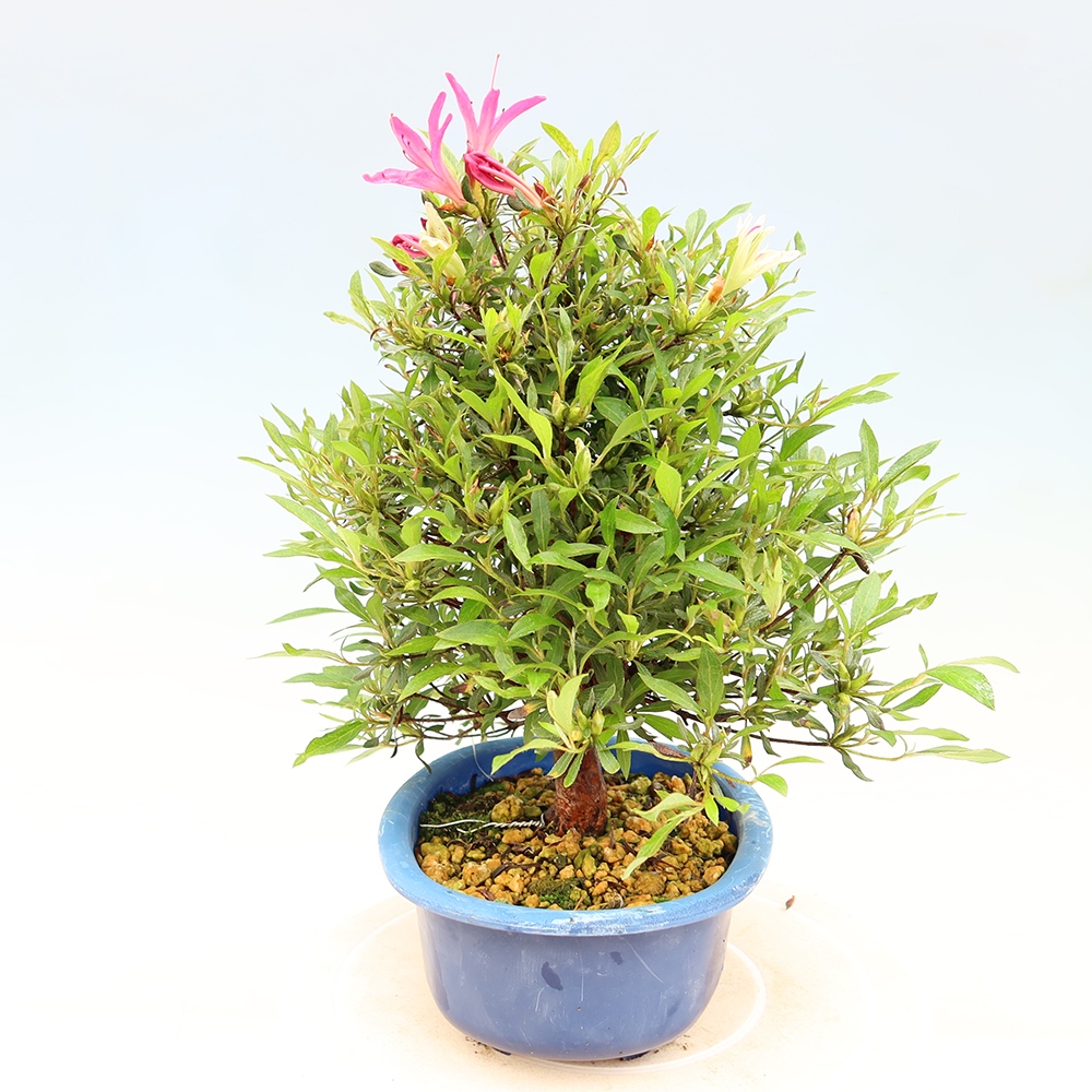 Bonsaïs d'extérieur - Azalée japonaise - Azalea Ryusen