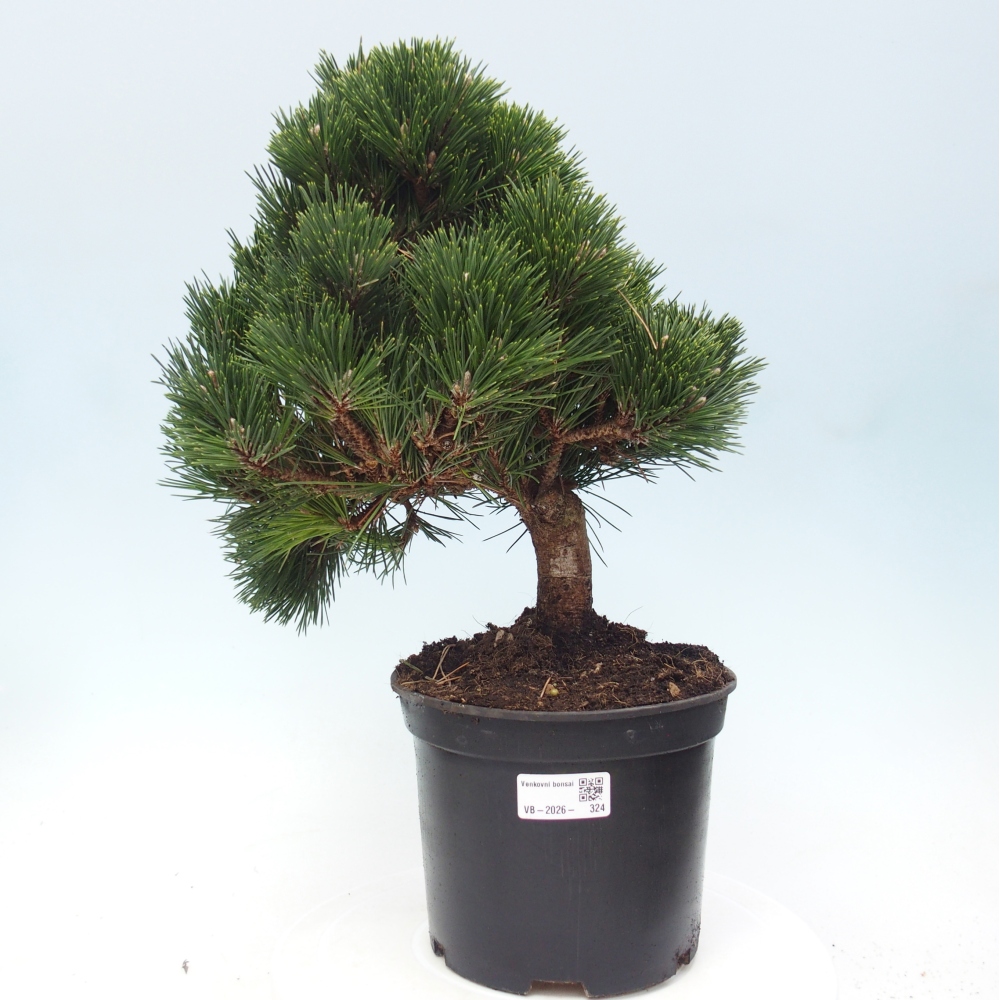 Bonsaï d'extérieur - Pinus thunbergii senjyumaru - Pin de Thunberg