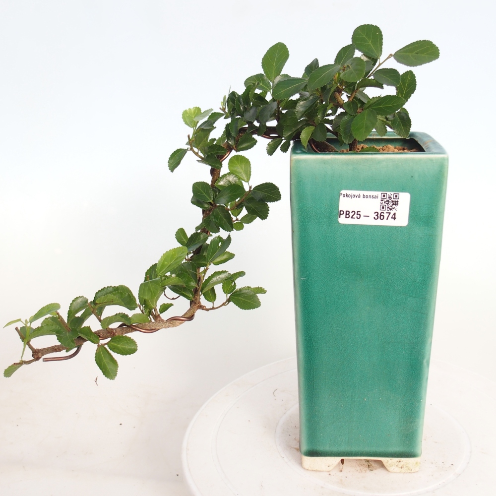 Bonsaï d'intérieur - Grewia occidentalis - Etoile de mer lavande