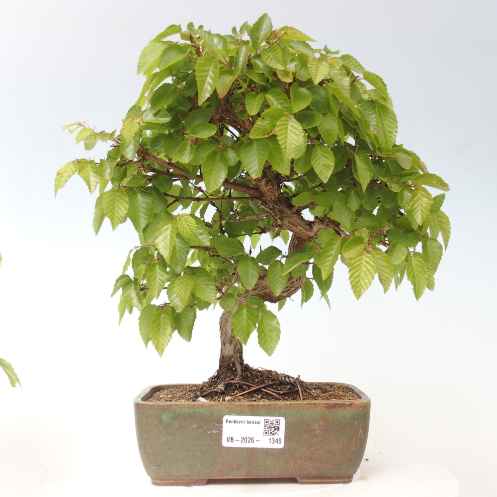 Bonsaï d'extérieur -Carpinus CARPINOIDES - Charme de Corée