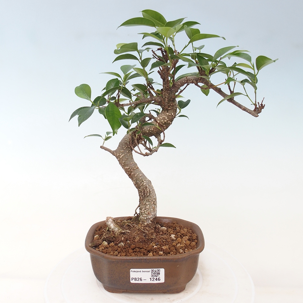 Salle bonsaï - Ficus retusa - ficus à petites feuilles