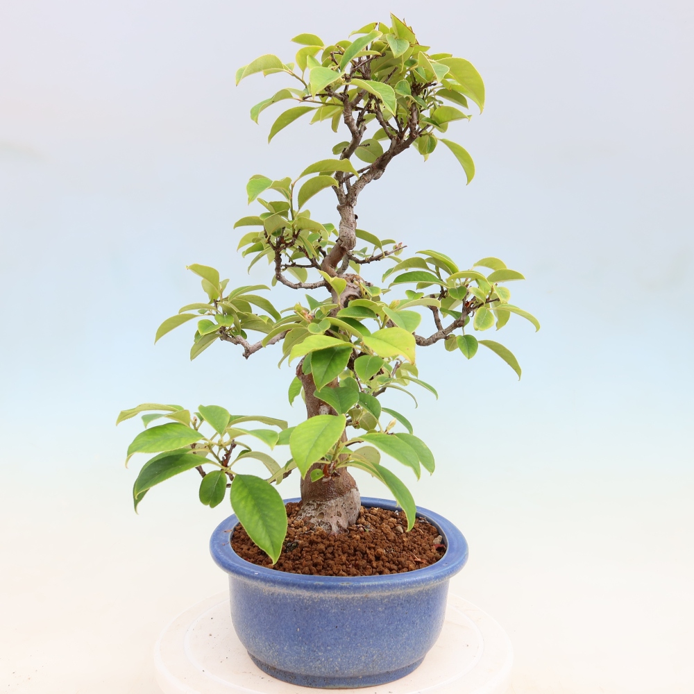 Bonsaï d'extérieur - Pseudocydonia sinensis - cognassier chinois