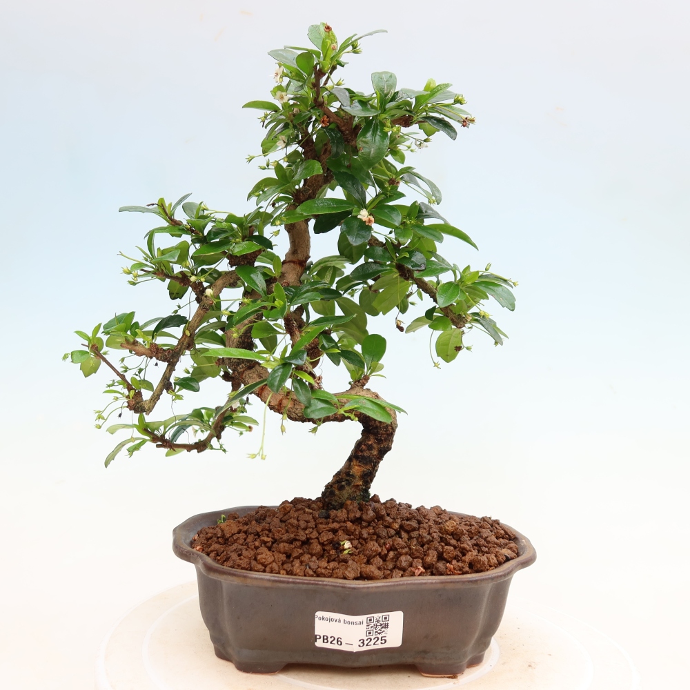 Bonsaï de chambre - Carmona macrophylla - Tea fuki