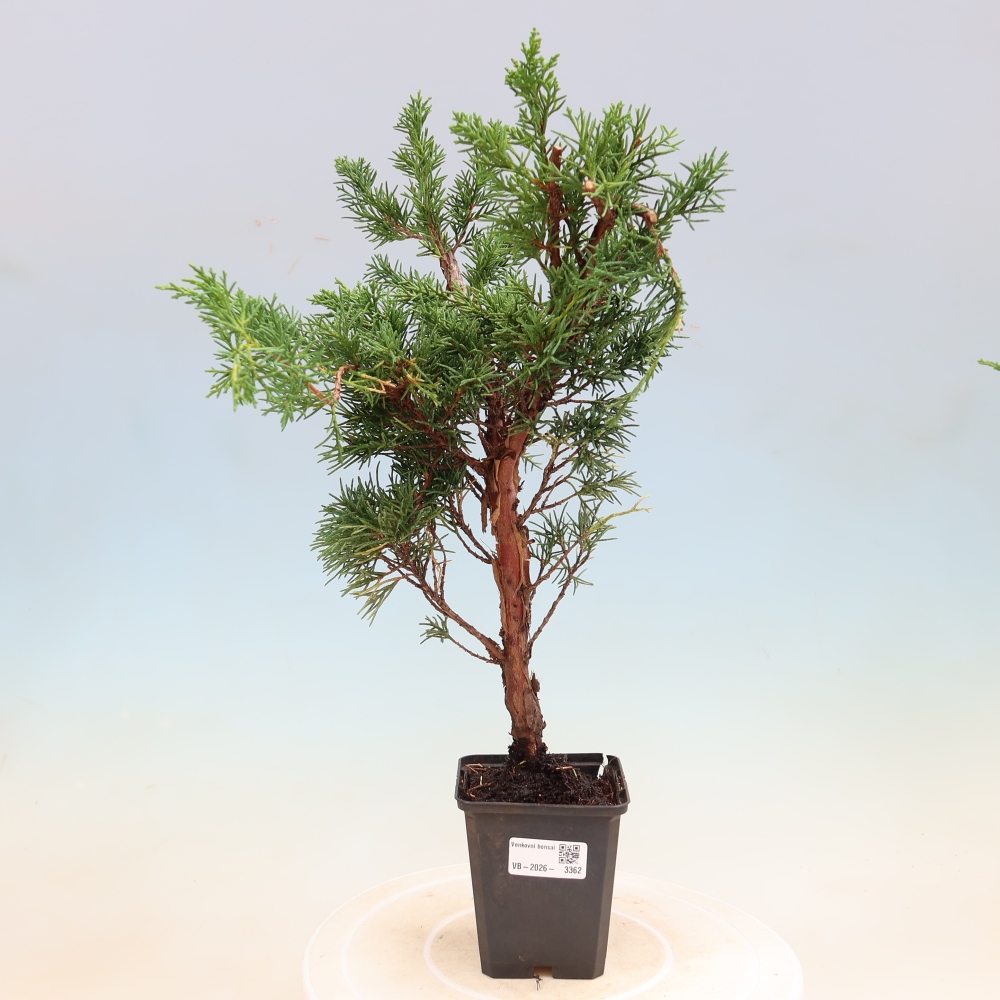 Bonsaï d'extérieur - Juniperus chinensis Kishu