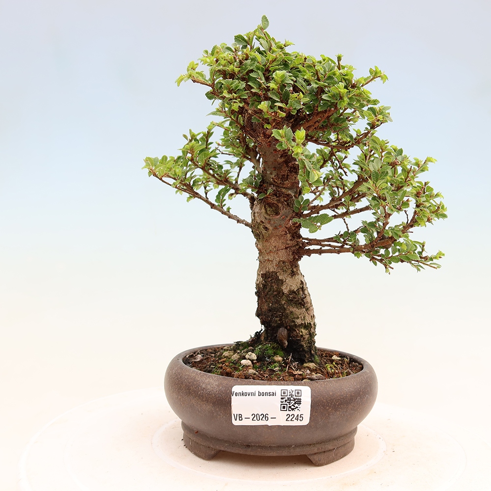 Bonsaï d'extérieur - Ulmus parvifolia Sagei - Orme à petites feuilles