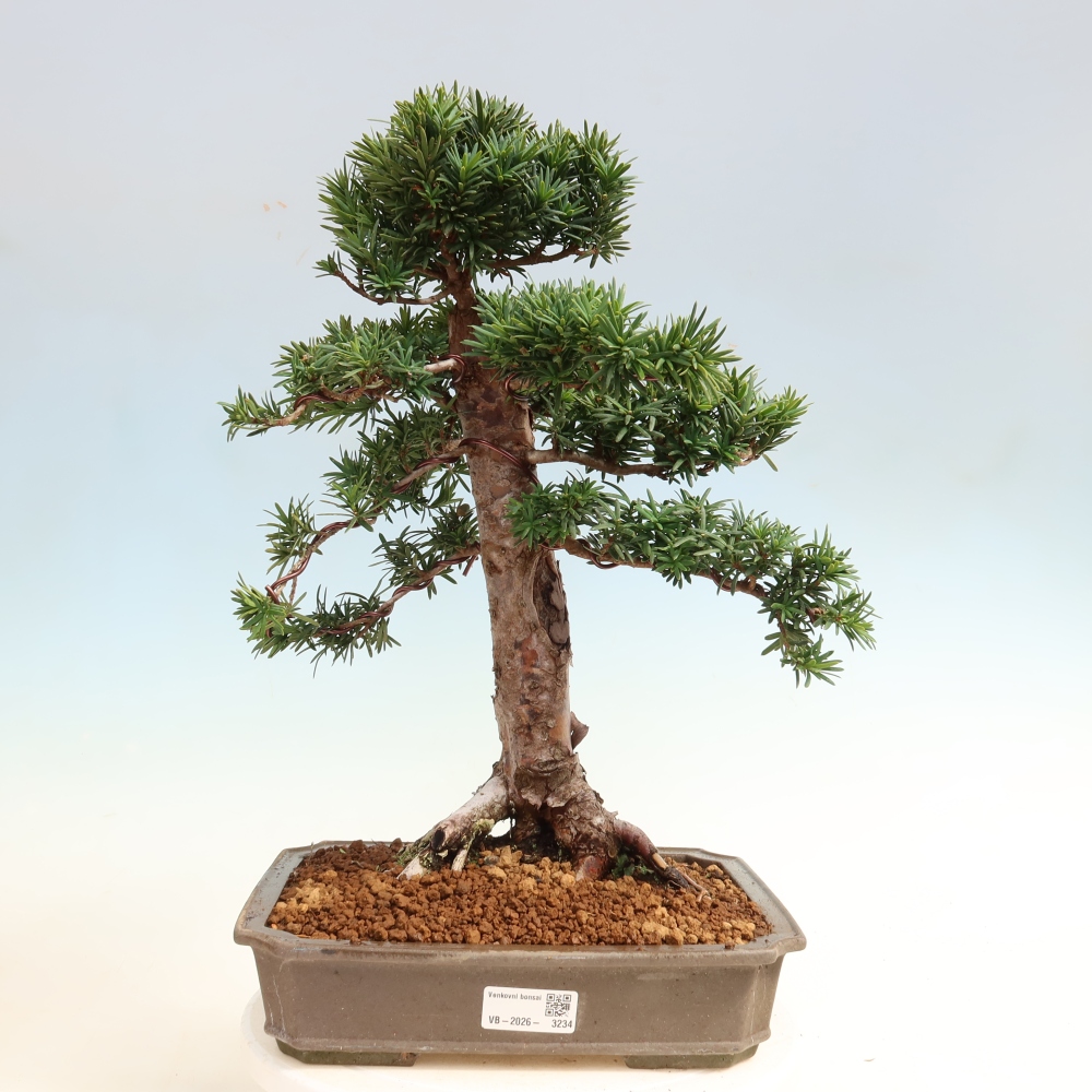 Bonsaï d'extérieur - Taxus cuspidata - If japonais