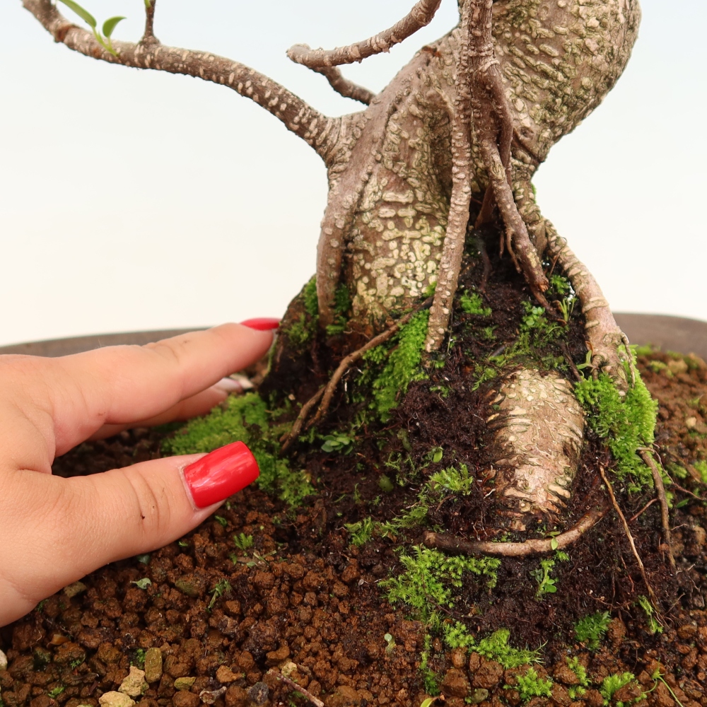 Salle bonsaï - Ficus kimmen - ficus à petites feuilles