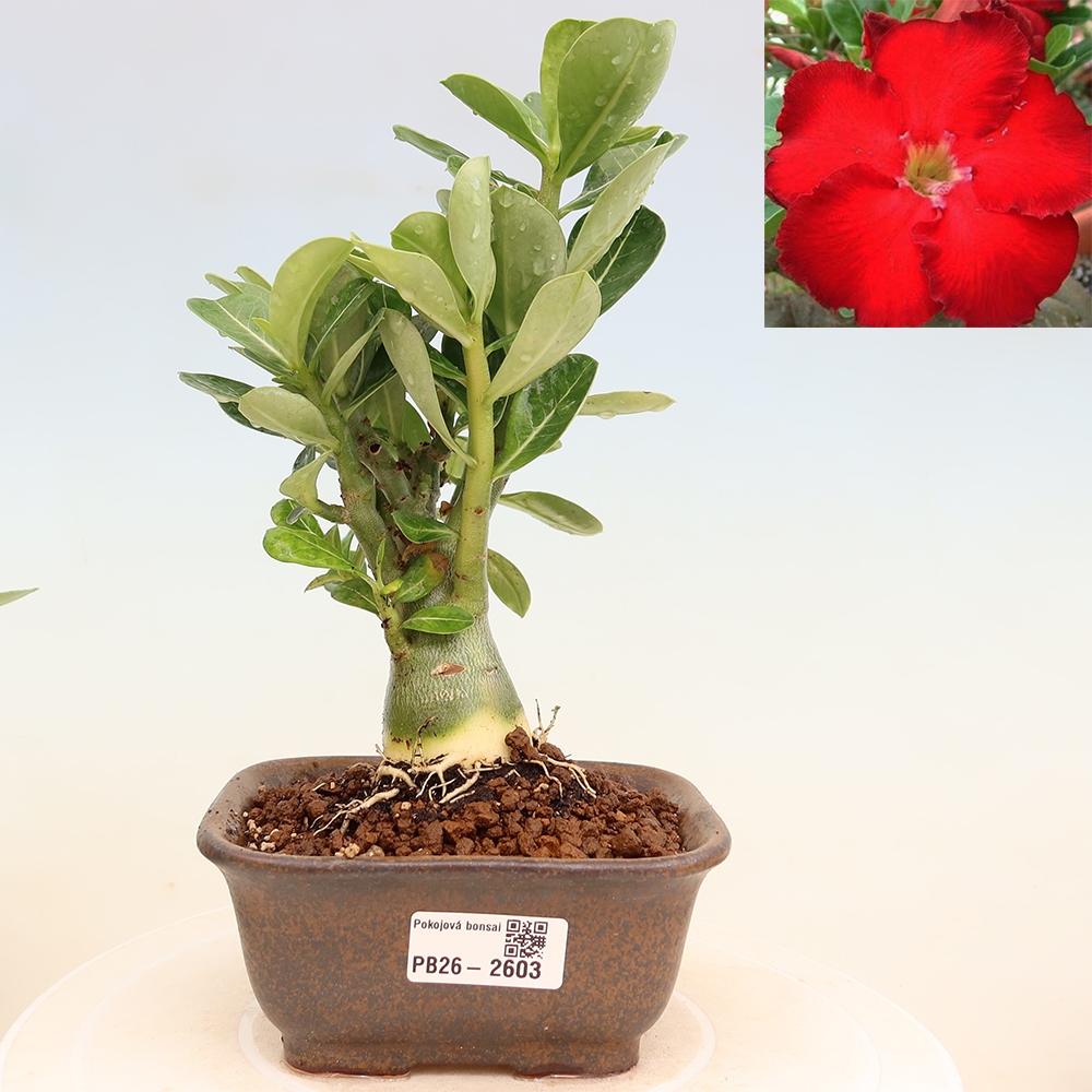 Bonsaï d'intérieur - Adenium obesum Red Star - Rose du désert