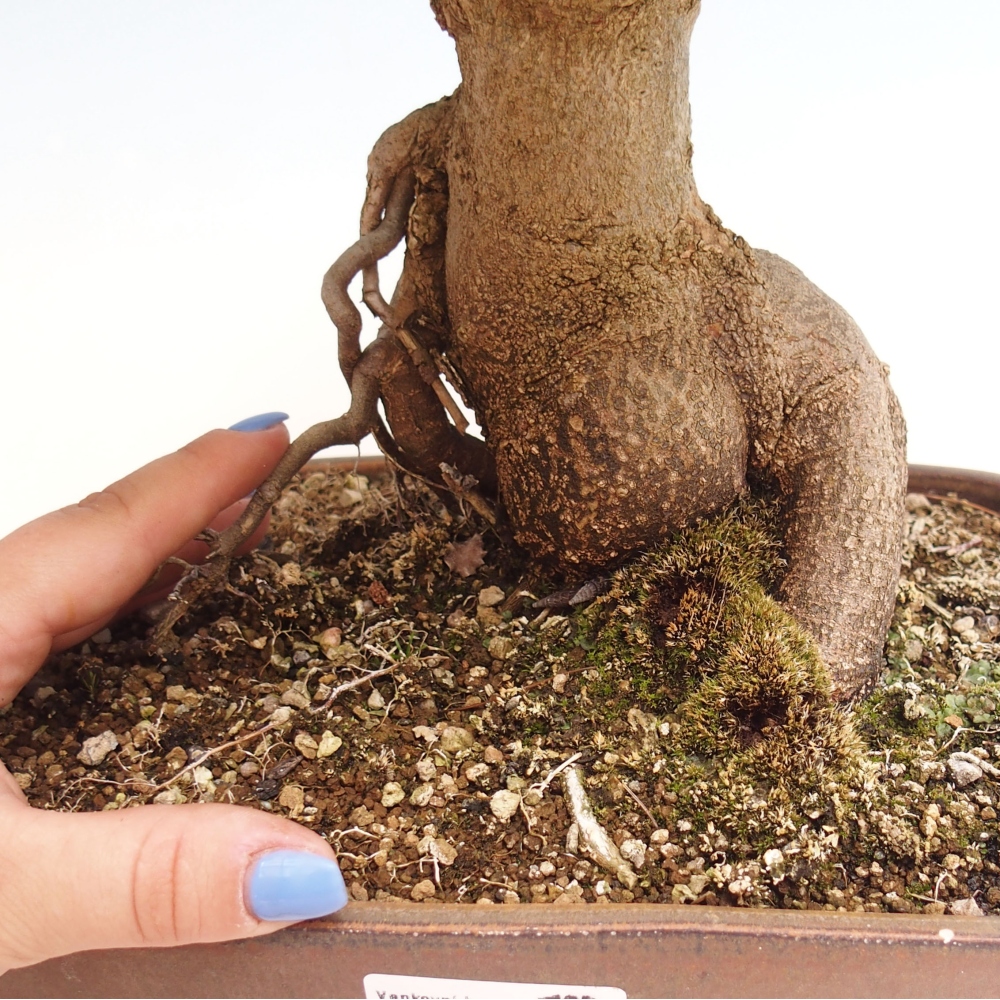 Bonsaï d'extérieur - Acer Buergerianum - Burger Maple