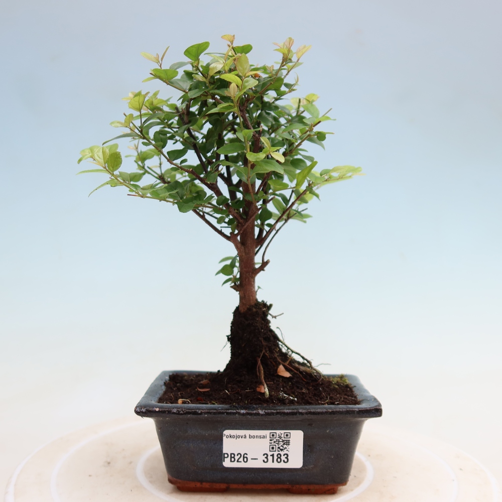 Bonsaï de chambre - Sageretia thea - Sageretia thea