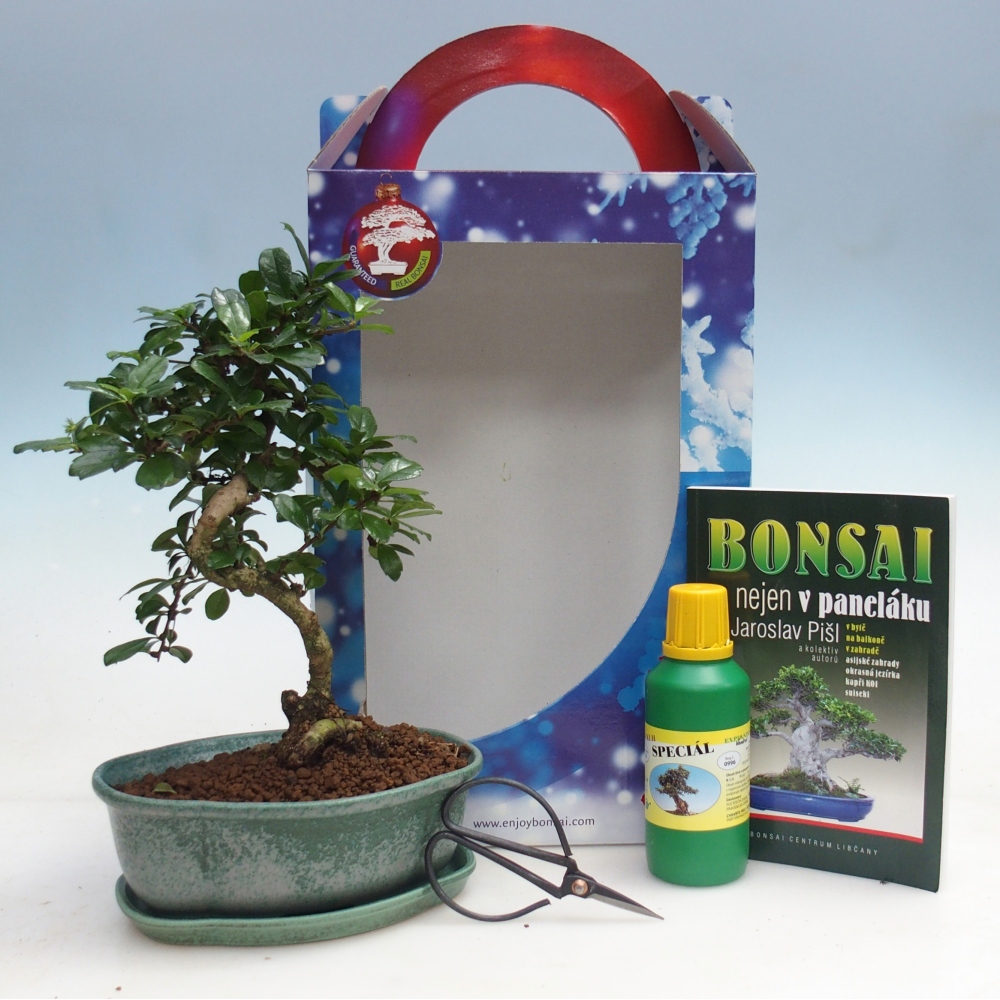 Bonsaï de chambre en boîte cadeau Carmona microphylla - Tea fuki