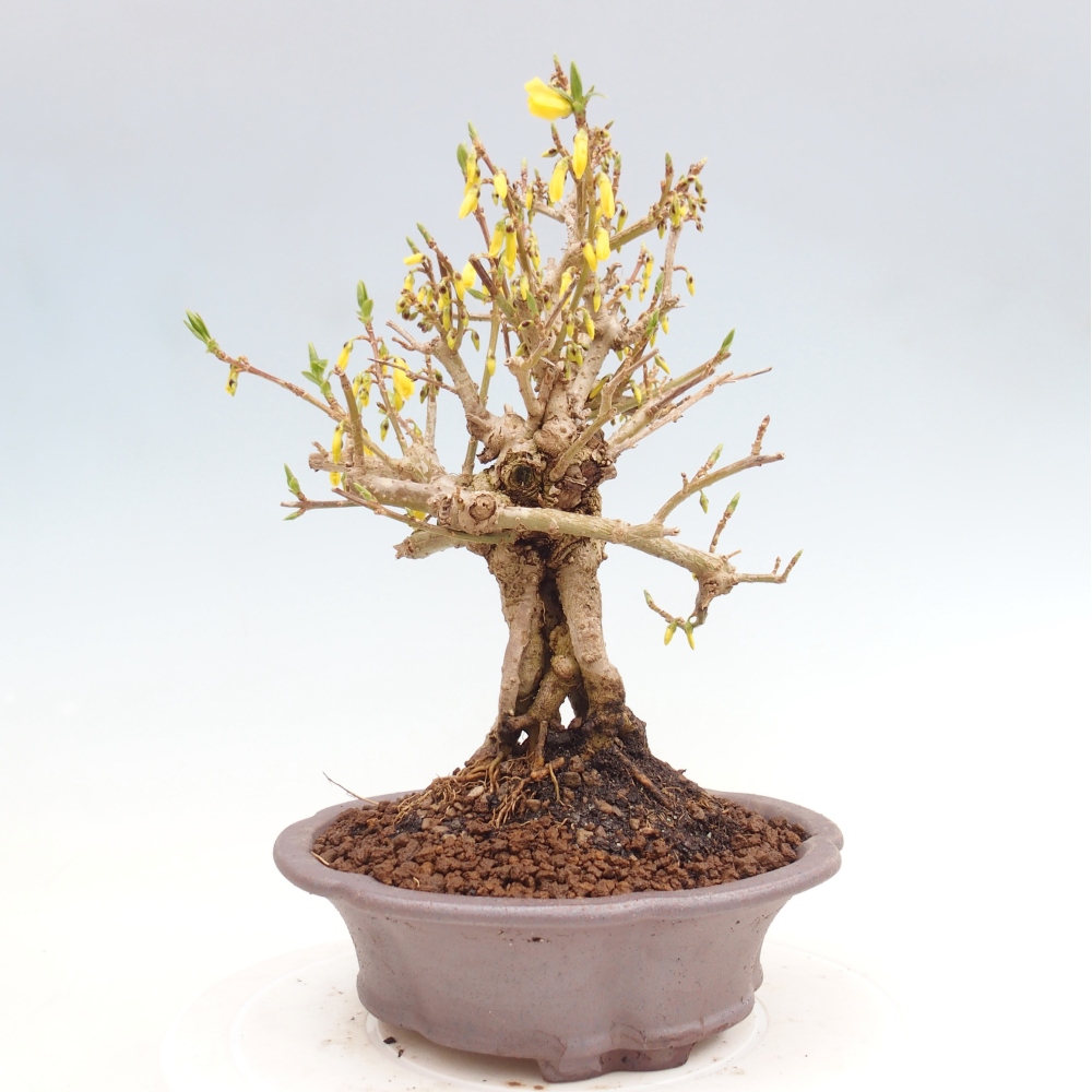 Bonsaï d'extérieur - Zlatice - Forsythia koreana