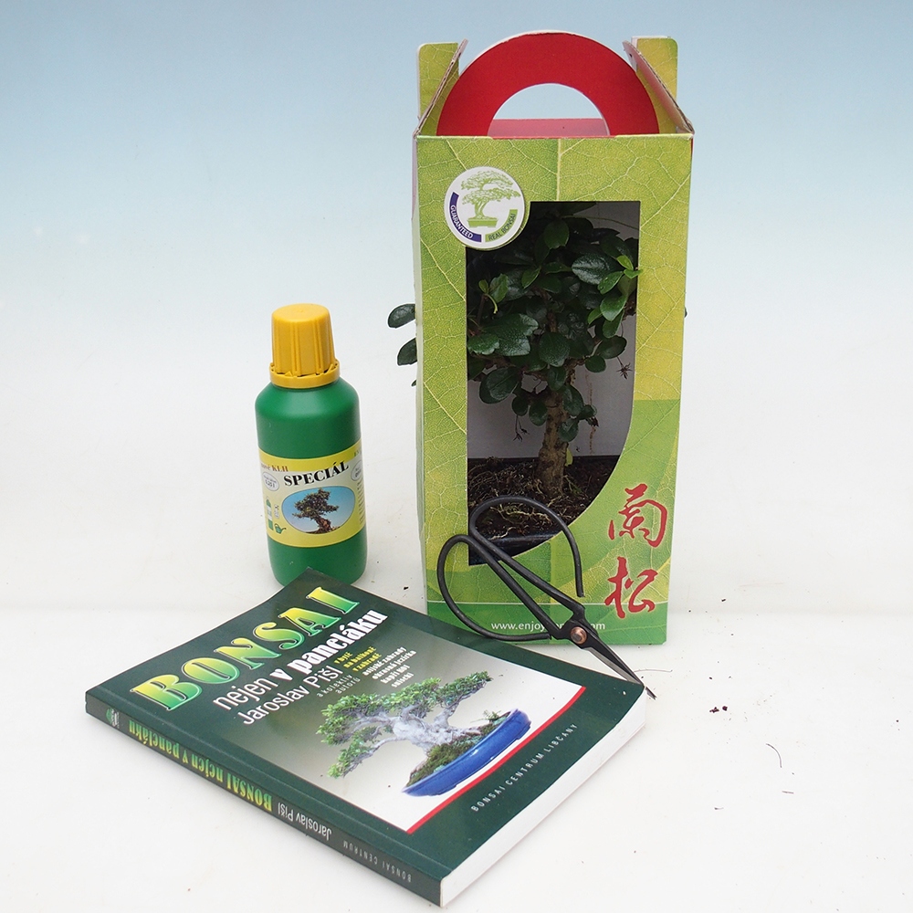 Bonsaï de chambre en boîte cadeau Carmona microphylla - Tea fuki