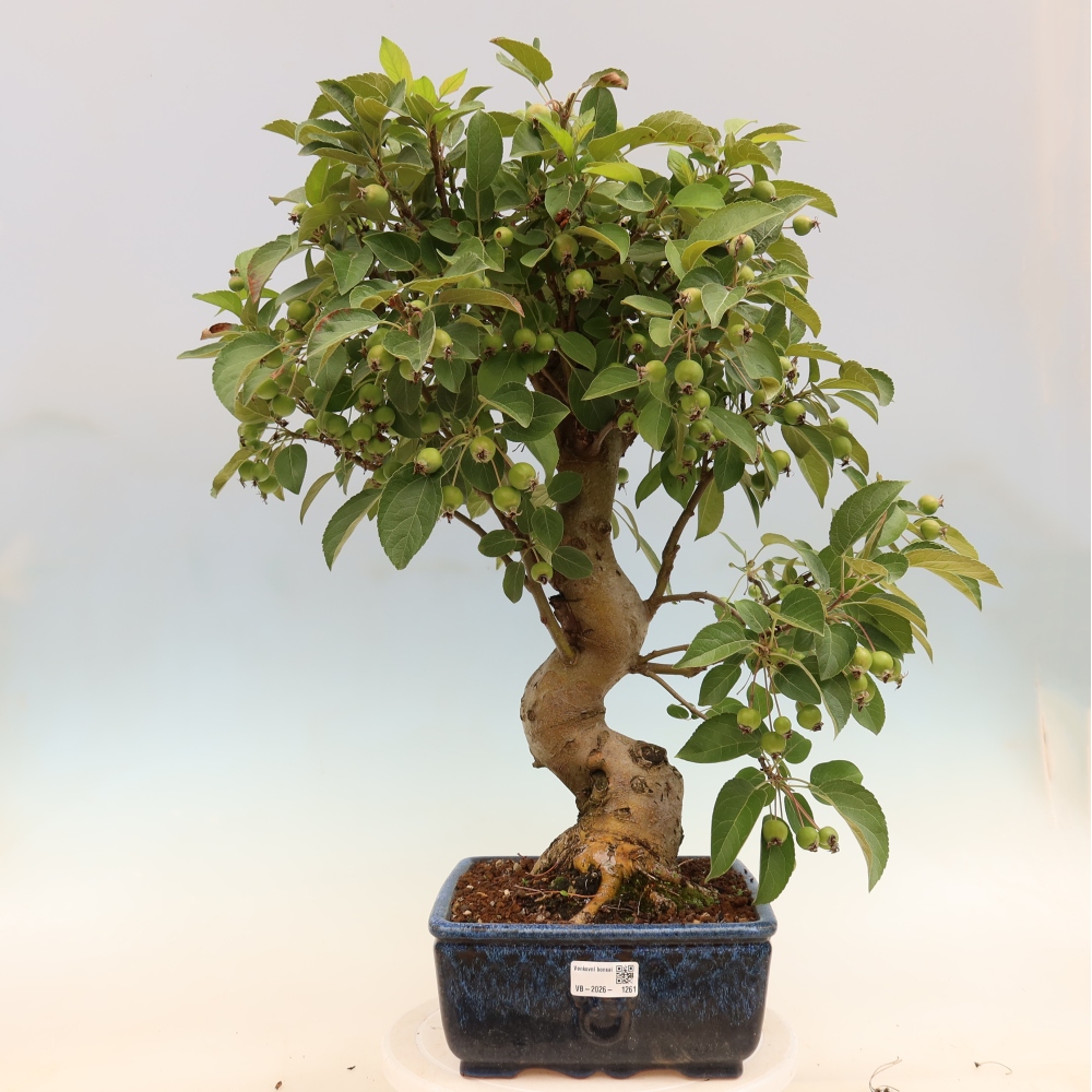 Bonsaï d'extérieur -Malus halliana - Pommier à petits fruits