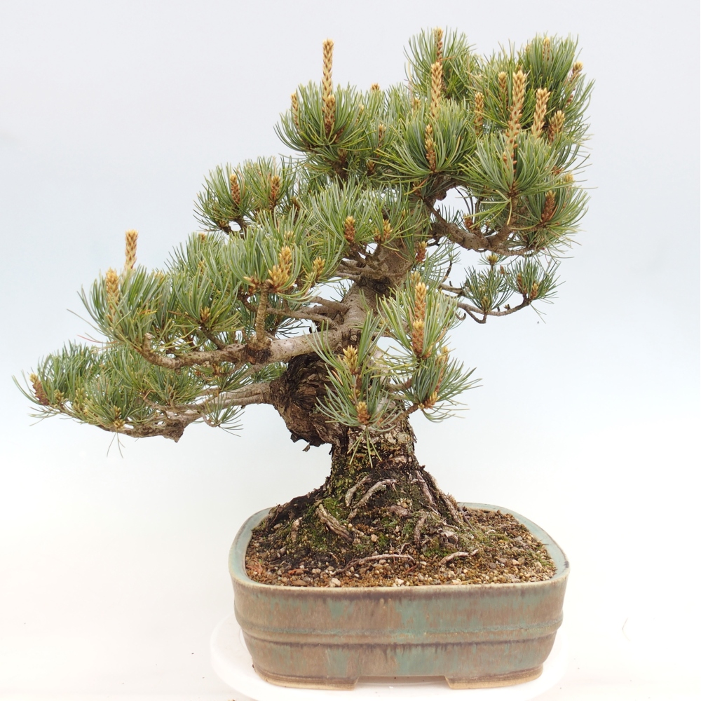 Bonsaï d'extérieur - Pinus parviflora - Pinus parviflora