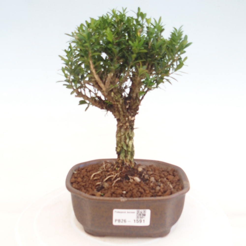 Bonsaï de chambre - Buxus harlandii - buxus liège