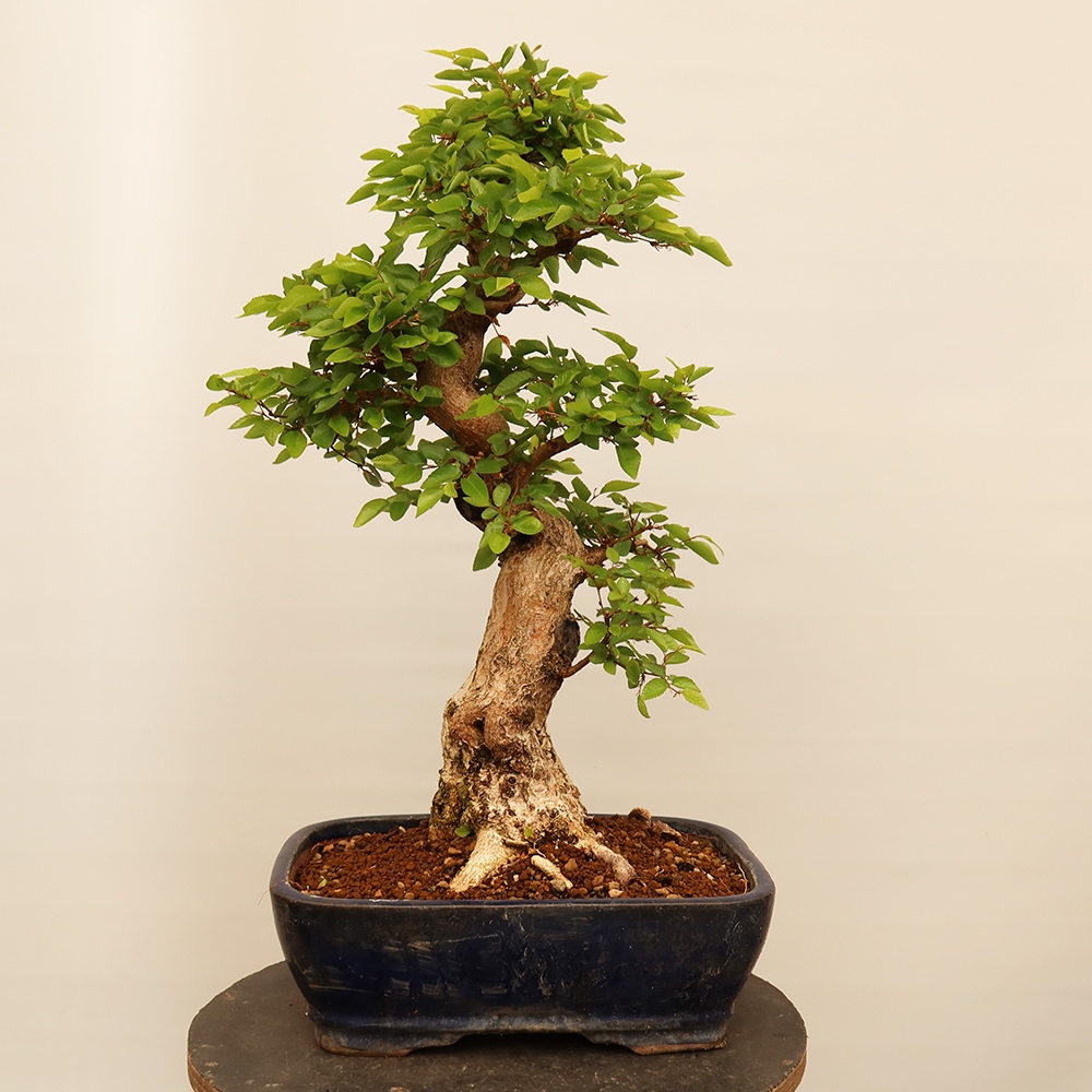 Bonsaï d'extérieur -Carpinus Coreana - Charme de Corée