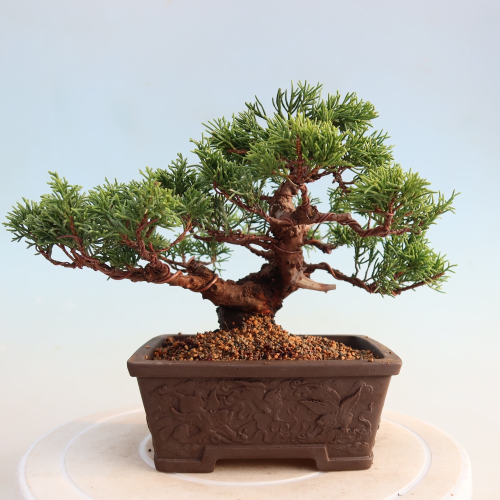 Bonsaï d'extérieur - Juniperus chinensis Itoigawa